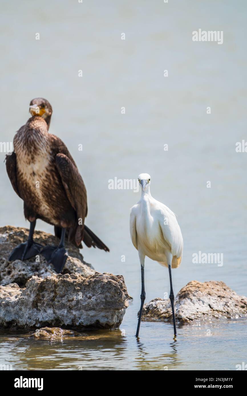 Airone bianco piccolo, o airone piccolo, garzetta di Egretta, e cormorano grande, carbo di Phalacrocorax, seduto su una scogliera e alla ricerca di pesci in wat poco profondo Foto Stock