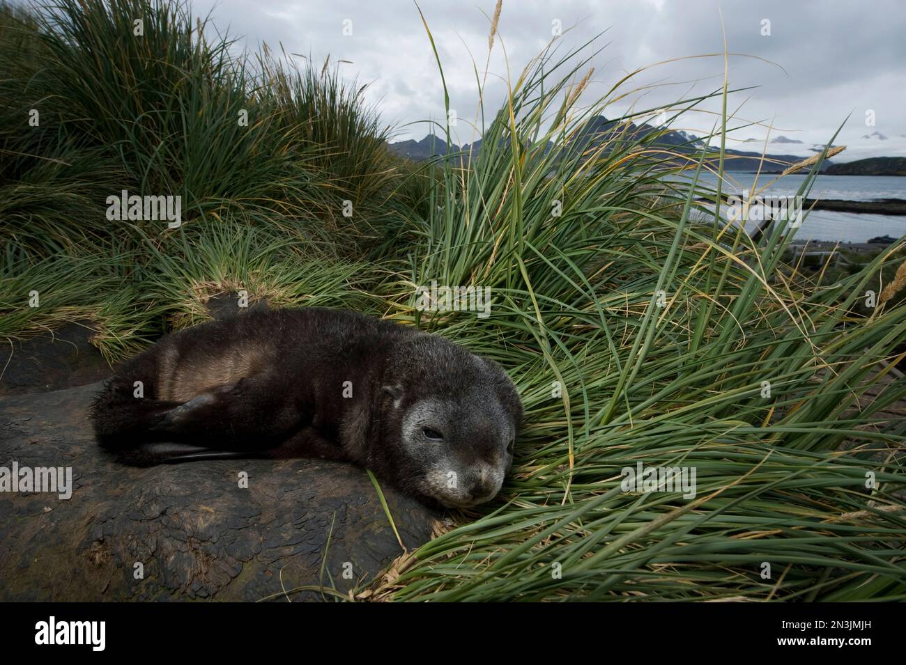 Il cucciolo di foca del sud (Arctocephalus gazella) riposa nell'erba; Isola della Georgia del Sud, territorio britannico d'oltremare Foto Stock