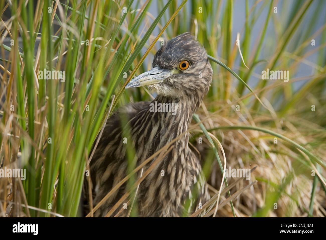 Giovane airone notturno con corona Nera (Nycticorax nycticorax) nascosto in erba; Carcass Island, West Falkland Islands, British Overseas Territory Foto Stock