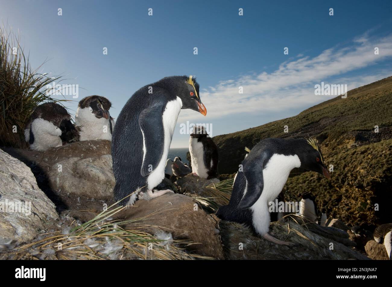 Pinguini di Rockhopper (Eudyptes chrysocome) su New Island; New Island, West Falkland Islands, Falkland Islands, British Overseas Territory Foto Stock