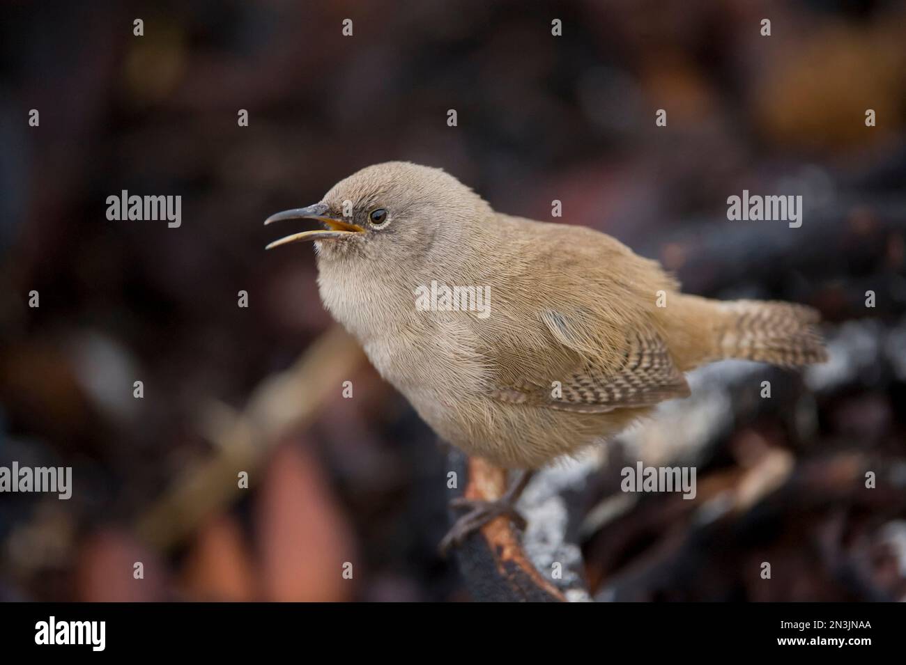 Ritratto di un Cobb's wren (Troglodytes cobbi) arroccato su un ramo di Carcass Island; Carcass Island, West Falkland Islands, British Overseas Territory Foto Stock