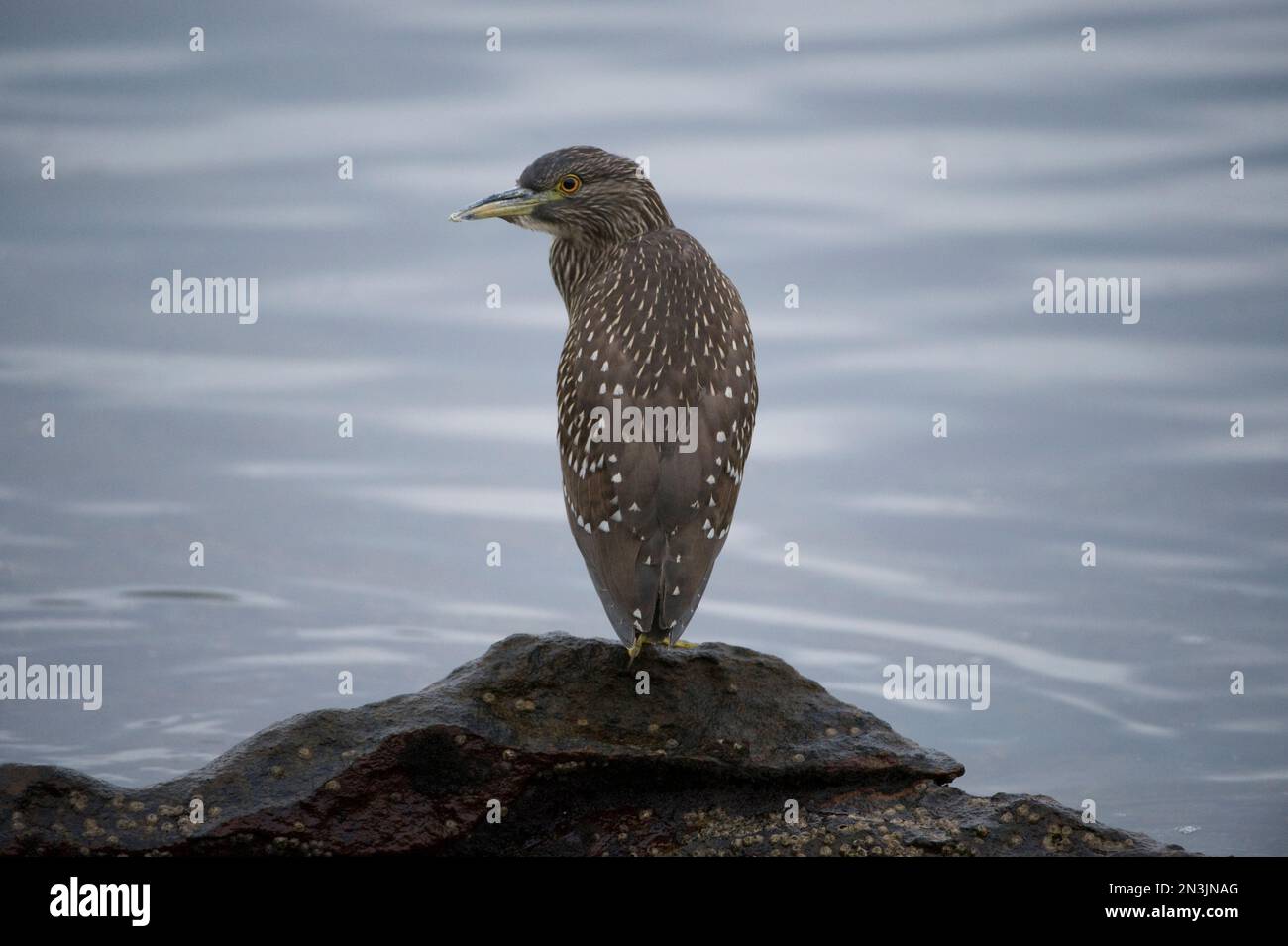 Airone notturno con corona nera (Nycticorax nycticorax) sull'isola della carcassa nelle isole Falkland occidentali Foto Stock