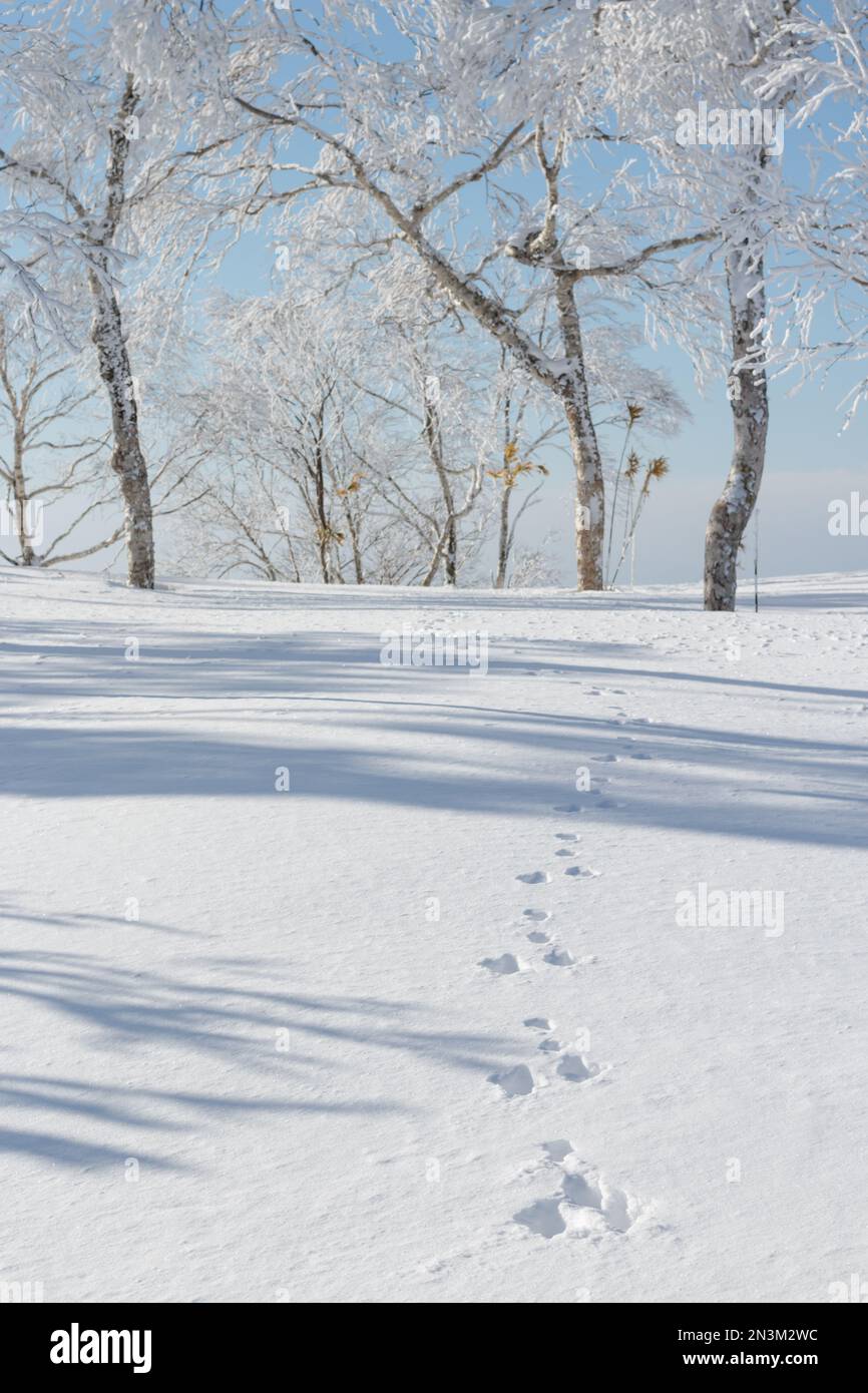 Piste di coniglio che conducono attraverso la neve ad alberi Foto Stock