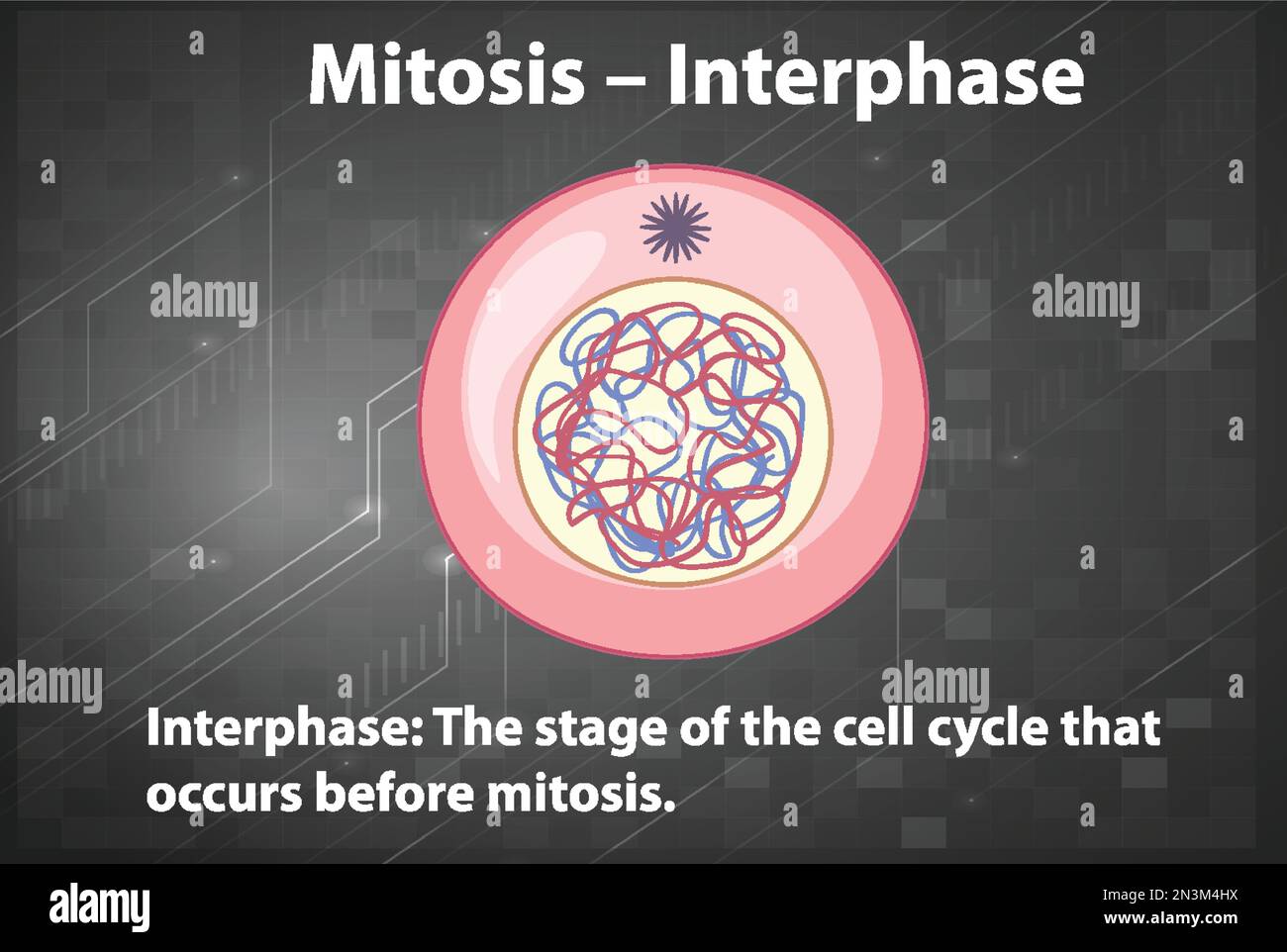 Processo di mitosi interfase con spiegazione illustrazione Illustrazione Vettoriale