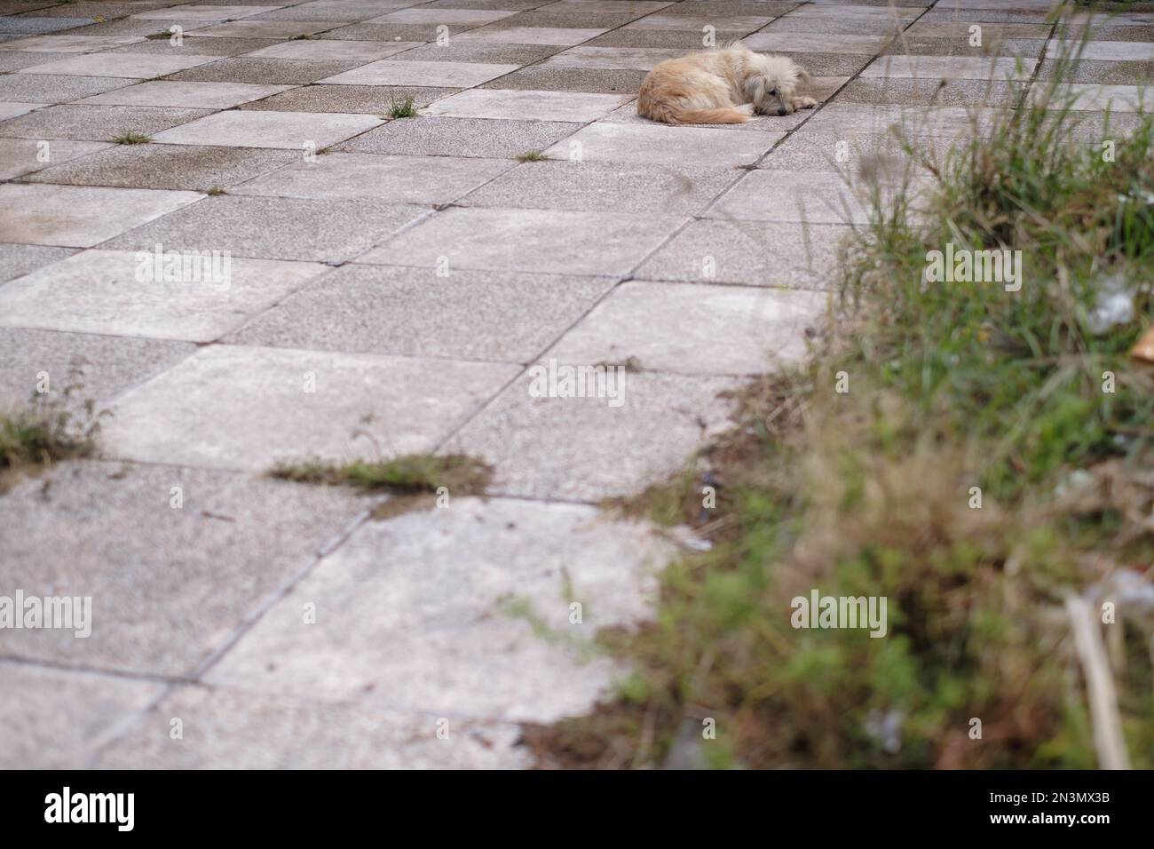 Solitario cane randagio prende un pisolino su una strada deserta Foto Stock