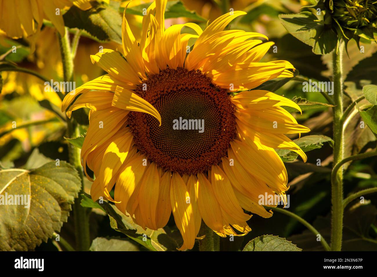 Girasole comune (Helianthus annuus) coltivato come coltura per il suo olio commestibile e seme commestibile in Brasile Foto Stock