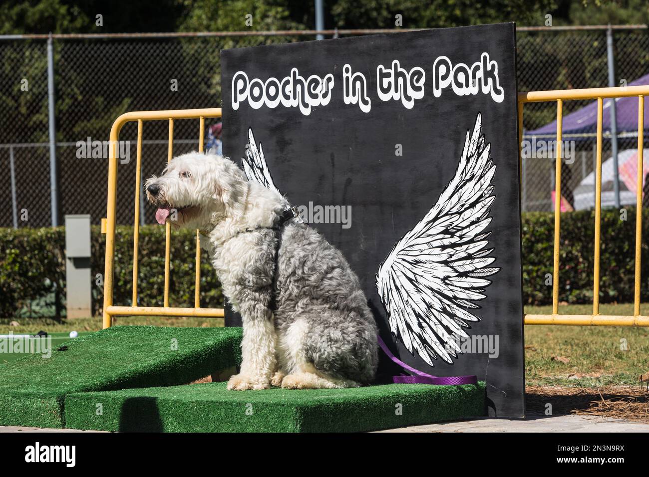 Braselton, GA / USA - 24 settembre 2022: Un cane di grandi dimensioni posa per una foto contro uno sfondo ad ala d'angelo ai pozzi nel festival del parco. Foto Stock