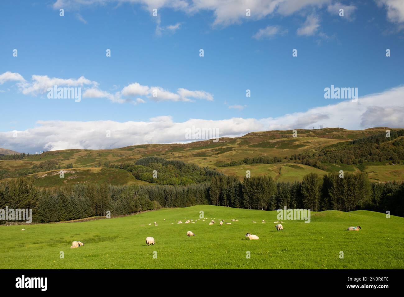 Campo di pecore in una bella giornata, vicino a Fort William - Scozia Foto Stock