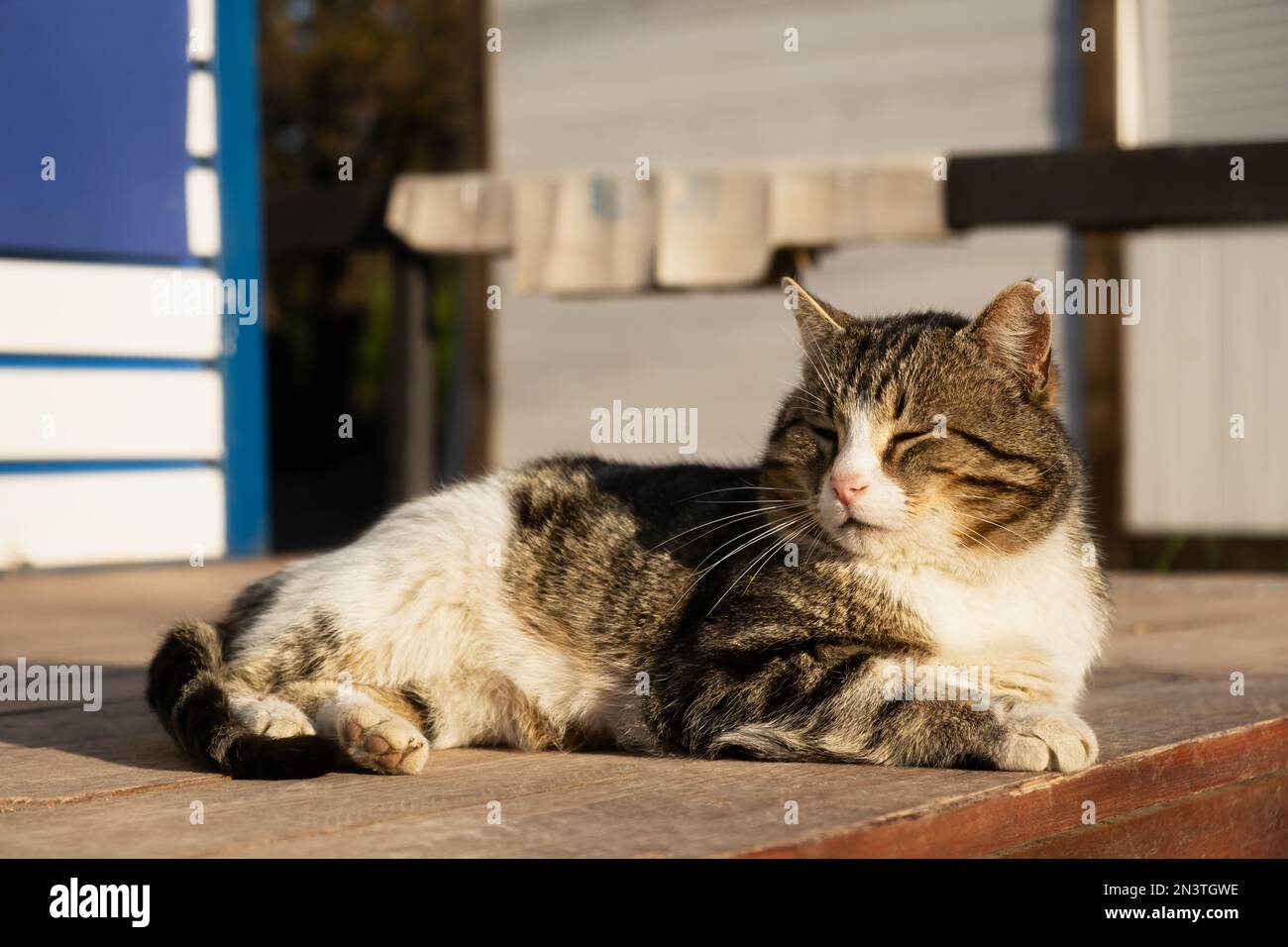 Il gatto sta crogiolandosi al sole. Divertente gattino grigio-bianco a strisce gode dei caldi raggi del sole. Primo piano del gatto nel cortile. Il concetto di primavera, caldo Foto Stock