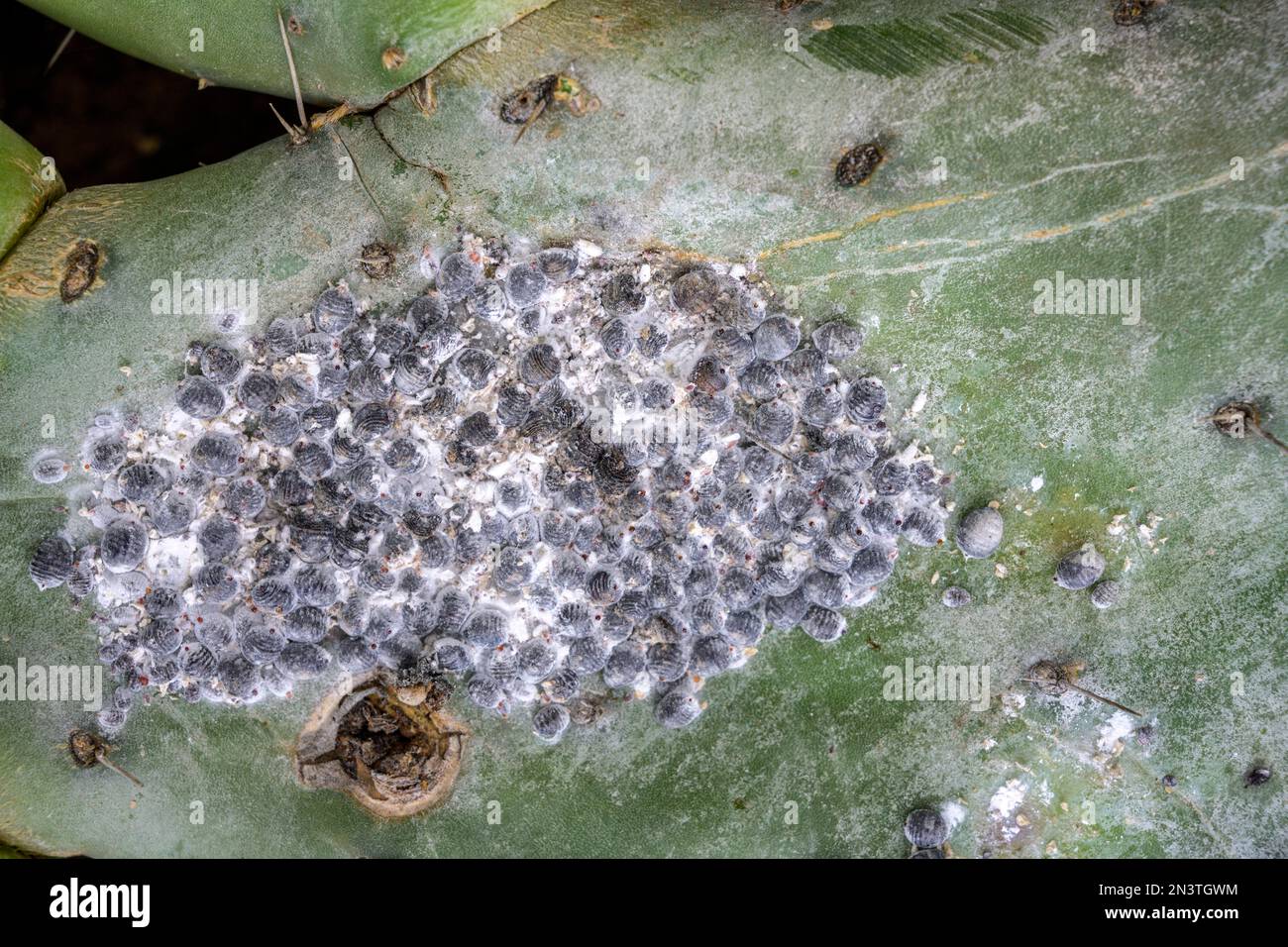 Cocineale (Dactylopius coccus) su un'opuntia, Mirador de Abrante, Agulo, la Gomera, Spagna Foto Stock