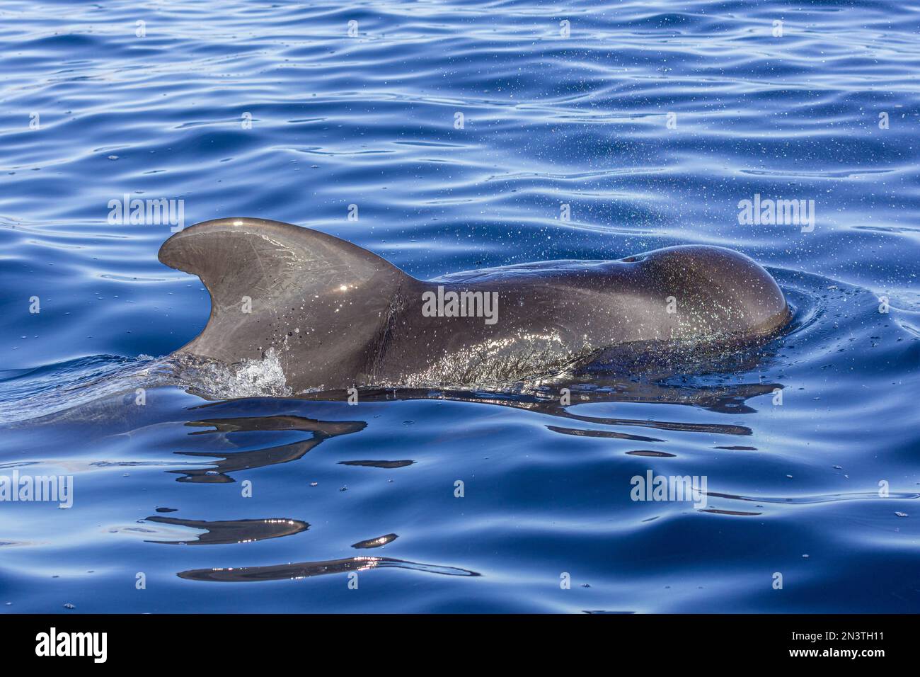 Balena pilota a coda lunga (Globicephala melas), Valle Gran Rey, la Gomera, Spagna Foto Stock