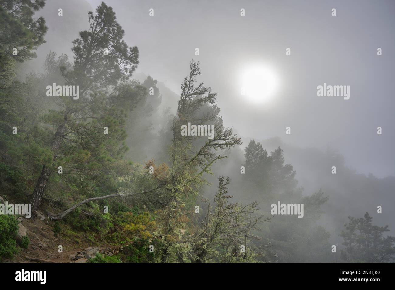 Atmosfera mistica durante l'escursione oltre l'Ermita del Santo verso Alojera, Arure, la Gomera, Spagna Foto Stock