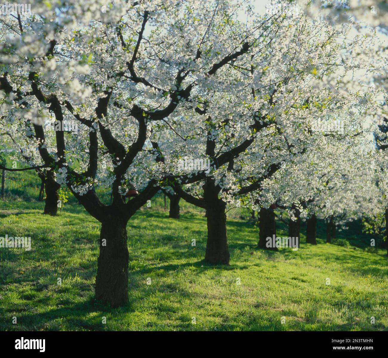 La fioritura dei ciliegi Foto Stock