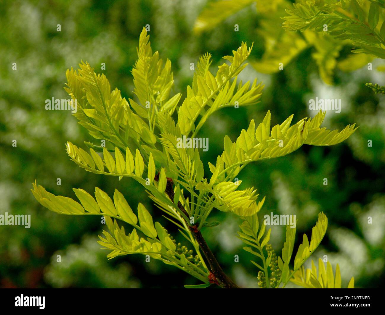 Locusta di miele (Gleditsia triacanthos), gleditschie giallo, cialda di cuoio, falsa spina di Cristo Foto Stock