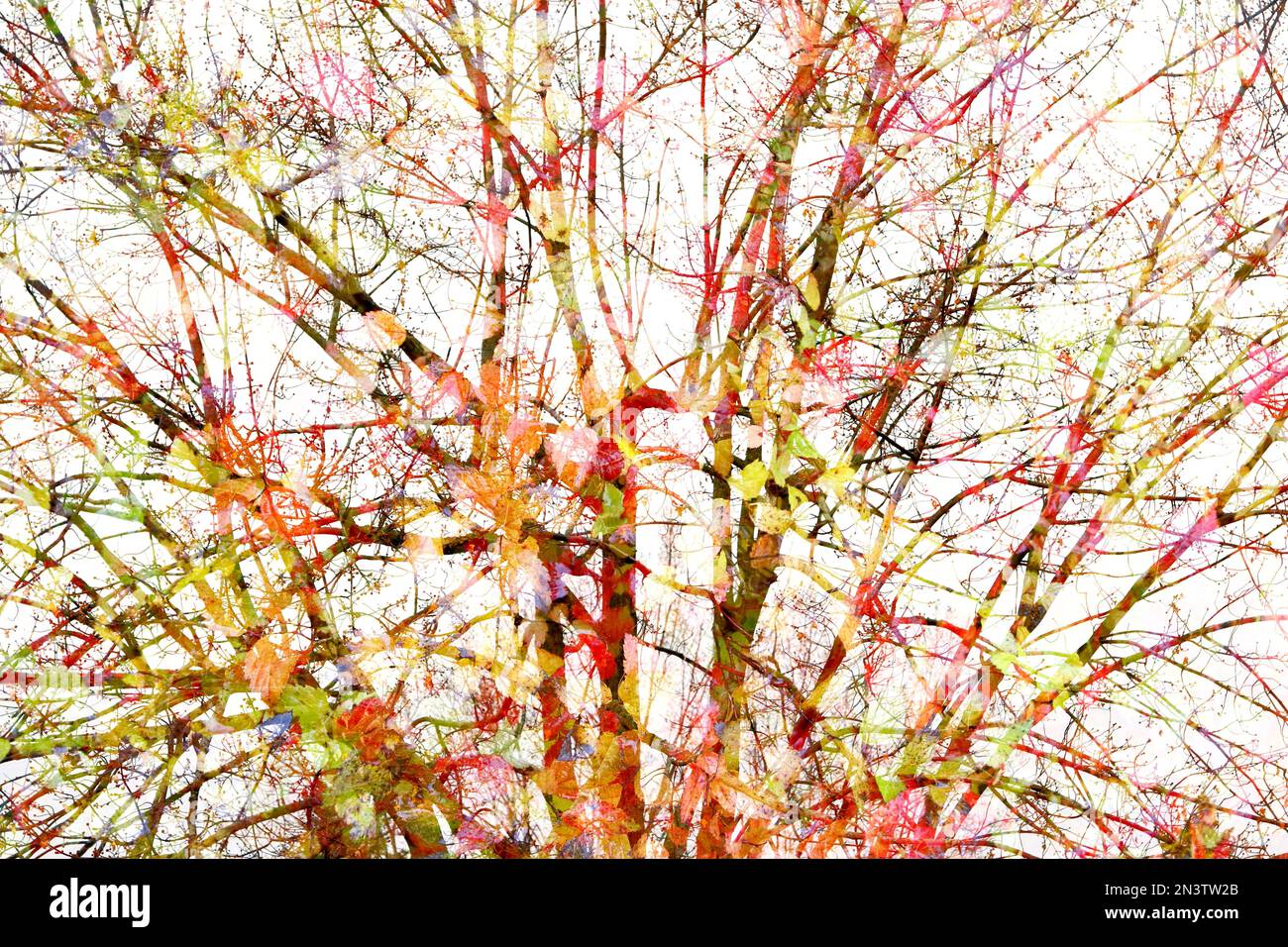 Albero e foglie, foto d'arte, doppia esposizione, Provincia del Quebec, Canada Foto Stock