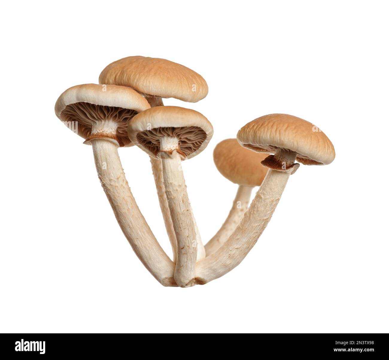 Funghi pioppini freschi selvatici isolati su bianco Foto Stock