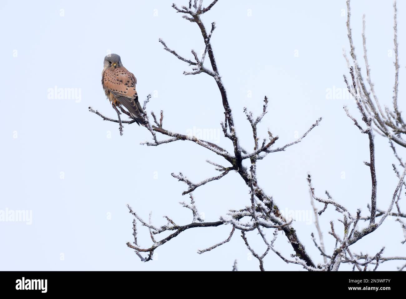 Gheppio comune (Falco tinnunculus), maschio, in piedi su un ramo coperto di hoarfrost, Assia, Germania Foto Stock