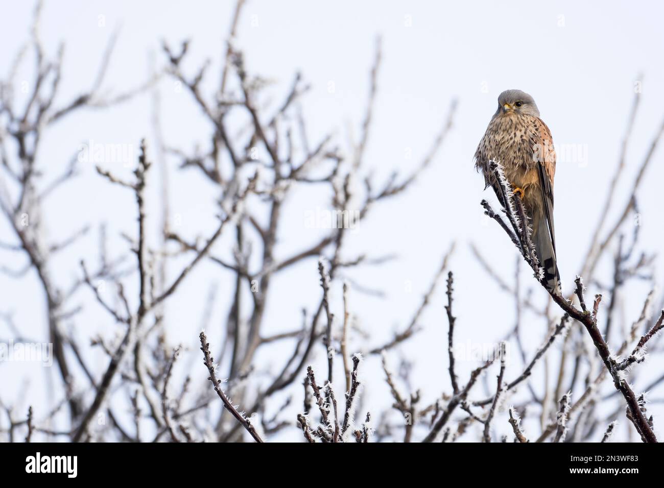 Gheppio comune (Falco tinnunculus), maschio, in piedi su un ramo coperto di hoarfrost, Assia, Germania Foto Stock
