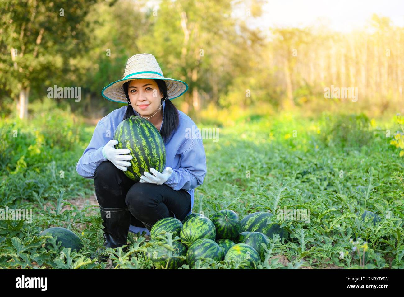 campo di anguria - donna giardiniere agricoltore raccolta anguria in campo con anguria fresca frutta agricoltura giardino fattoria anguria con foglia Foto Stock