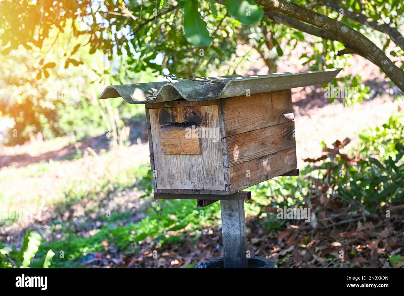 ape casa alveare in giardino, in legno a nido d'ape nel frutteto tropicale sotto l'albero Foto Stock