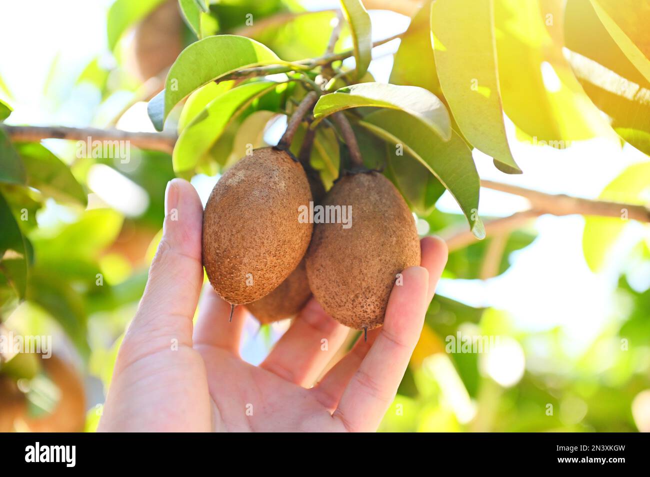 frutta di sapodilla sulla pianta di albero di sapodilla in estate, susina di sapodilla nella frutta del giardino in thailandia Foto Stock