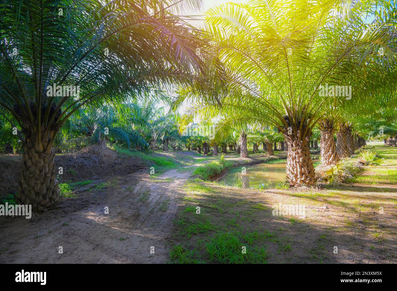 Palma nel giardino di palma con le foglie di palma bella natura e luce del sole del mattino, piantagione di olio di palma che cresce per l'agricoltura Asia Foto Stock
