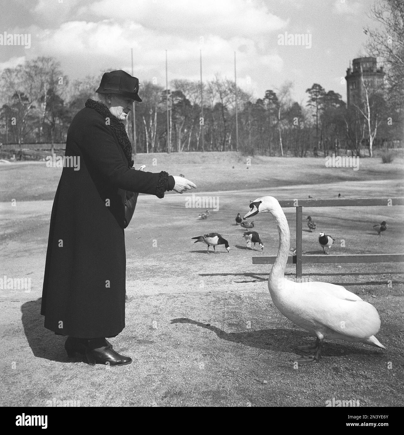 Negli anni '1940s. Una donna anziana al museo all'aperto Skansen a Stoccolma in una giornata di primavera nutre un cigno dalla sua borsa. Svezia 22 aprile 1940. Kristoffersson Ref 117-7 Foto Stock Negli anni '1940s. Una donna anziana al museo all'aperto Skansen a Stoccolma in una giornata di primavera nutre un cigno dalla sua borsa. Svezia 22 aprile 1940. Kristoffersson Ref 117-7 Foto Stock