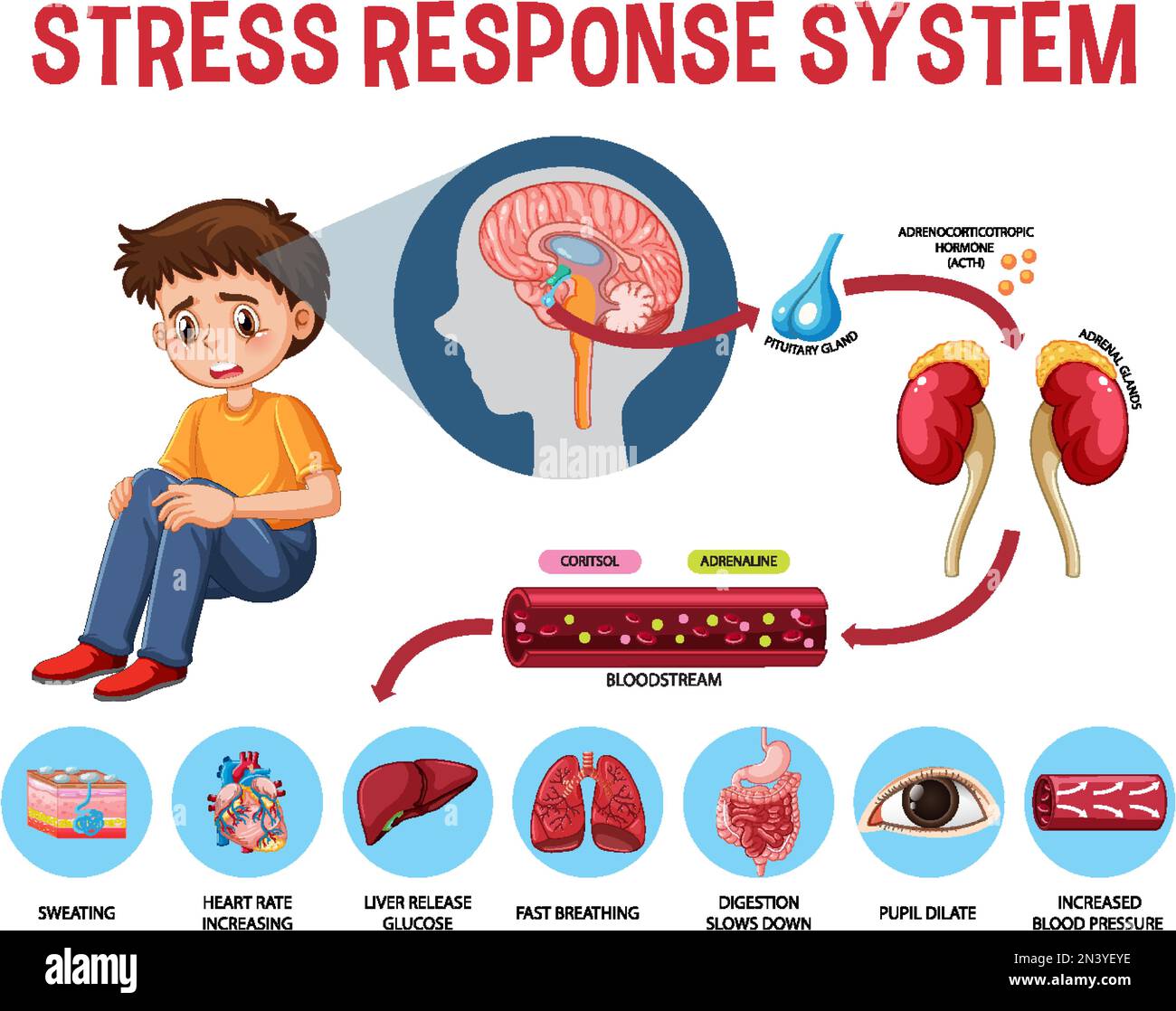 Illustrazione dello schema del sistema di risposta alle sollecitazioni Illustrazione Vettoriale