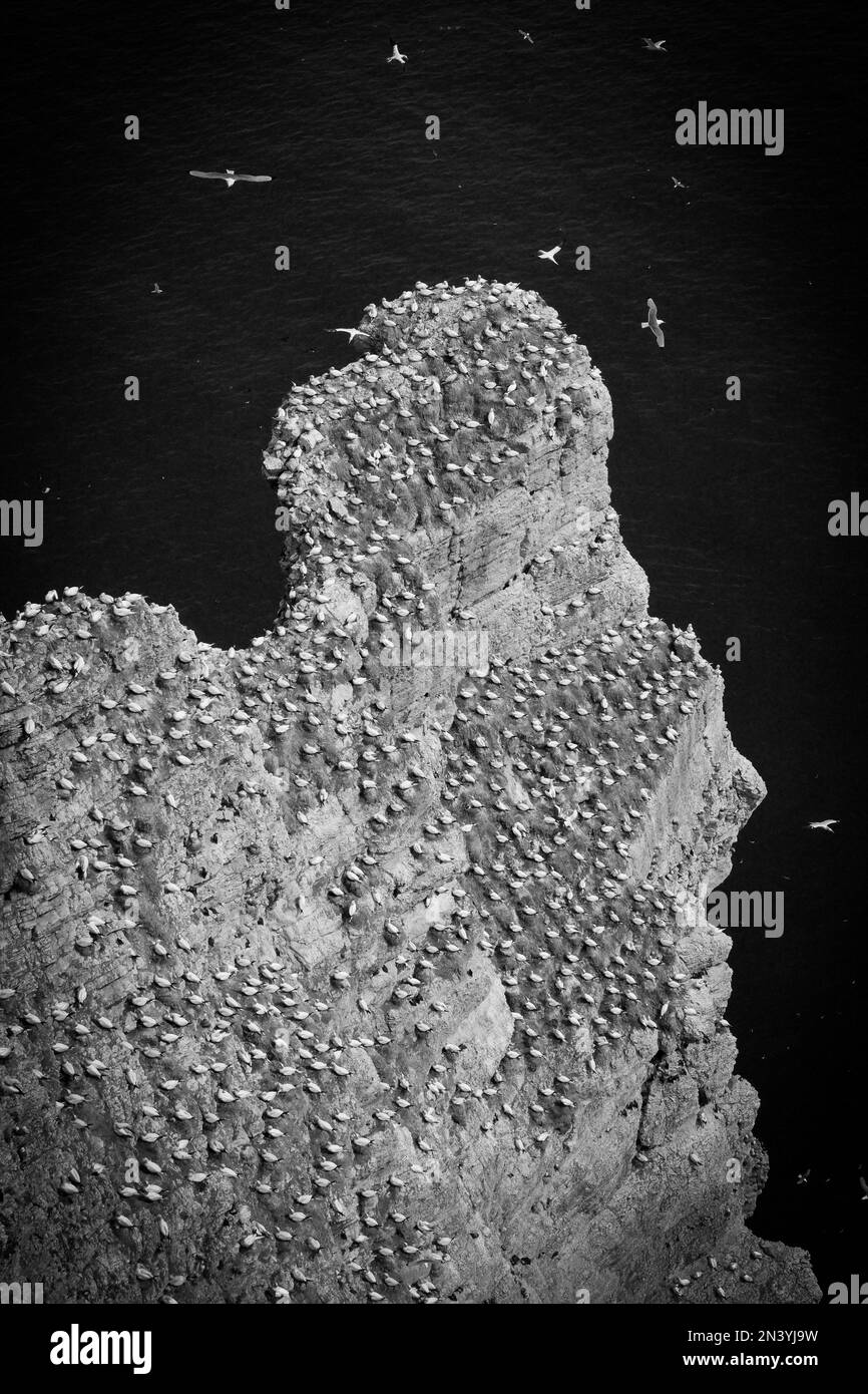 Una vista panoramica delle scogliere di Bempton, Regno Unito, Gannet Colony, scatto in scala di grigi Foto Stock
