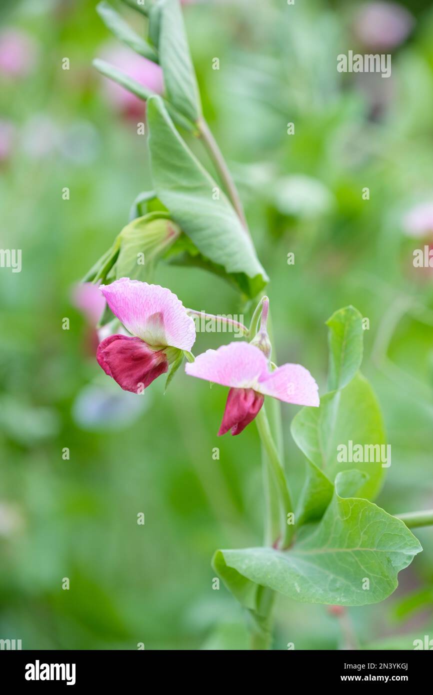 Piselli Blauwschokker, Pisum sativum Blauwschokker, fiori di colore rosa e viola Foto Stock