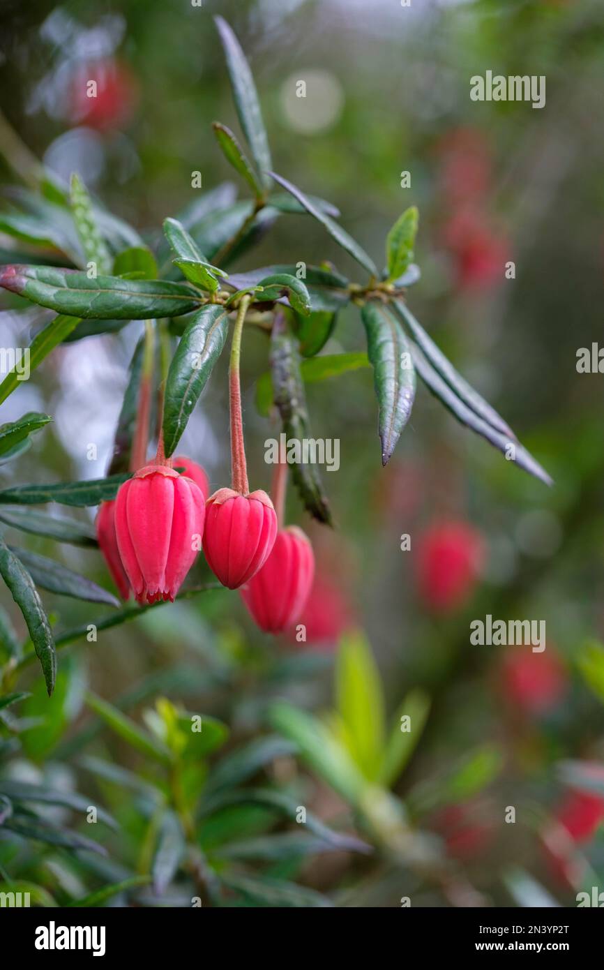 Crinodendron hookerianum, lanterna cilena, lanterna, Tricuspidaria lanceolata, Tricuspidaria hookerianum, lanterna cilena, arbusto sempreverde, Foto Stock