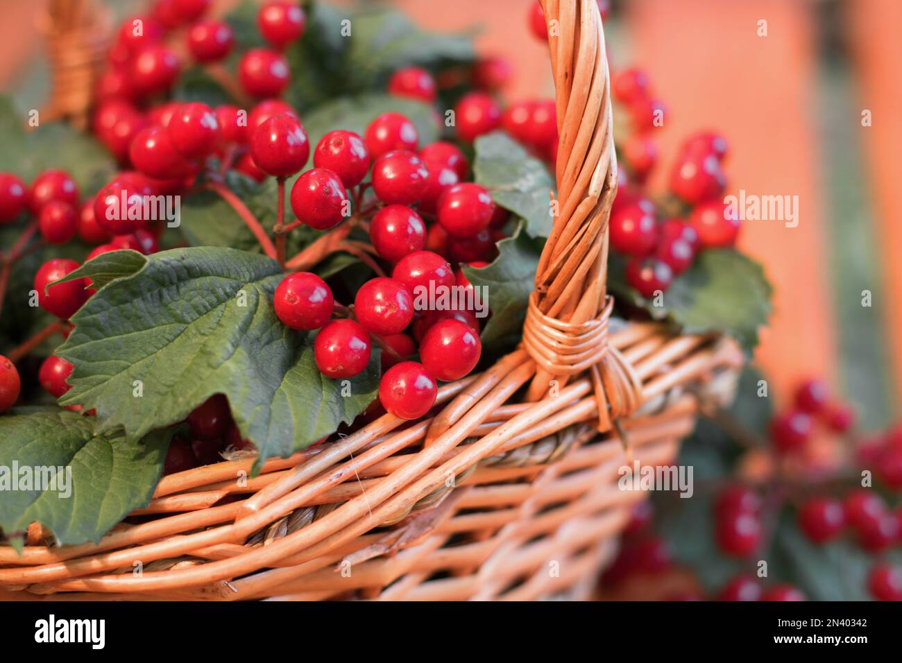 Bacche rosse di viburnum nel cesto. Immagini di bacche rosse e foglie di viburnum in un primo piano del cesto di vimini. Concetto: Raccolto autunnale. Spazio di copia. Foto Stock