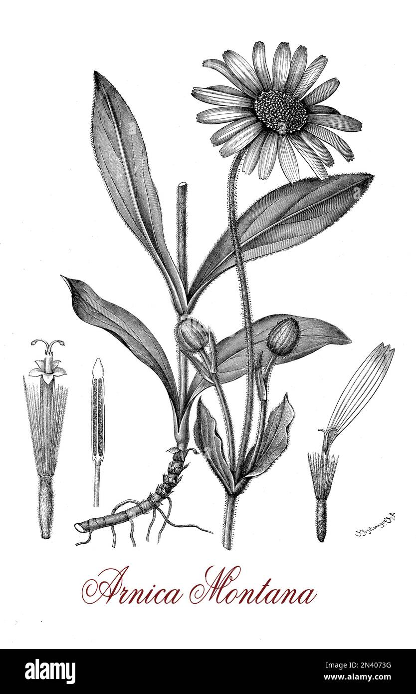 Arnica è aromatico profumato di piante da fiore giallo con fiori pelosi. Cresce in montagna prati alpini. La pianta è rara e protetta in molti paesi, è coltivato per la medicina di erbe da secoli. Velenosa se mangiato. Foto Stock
