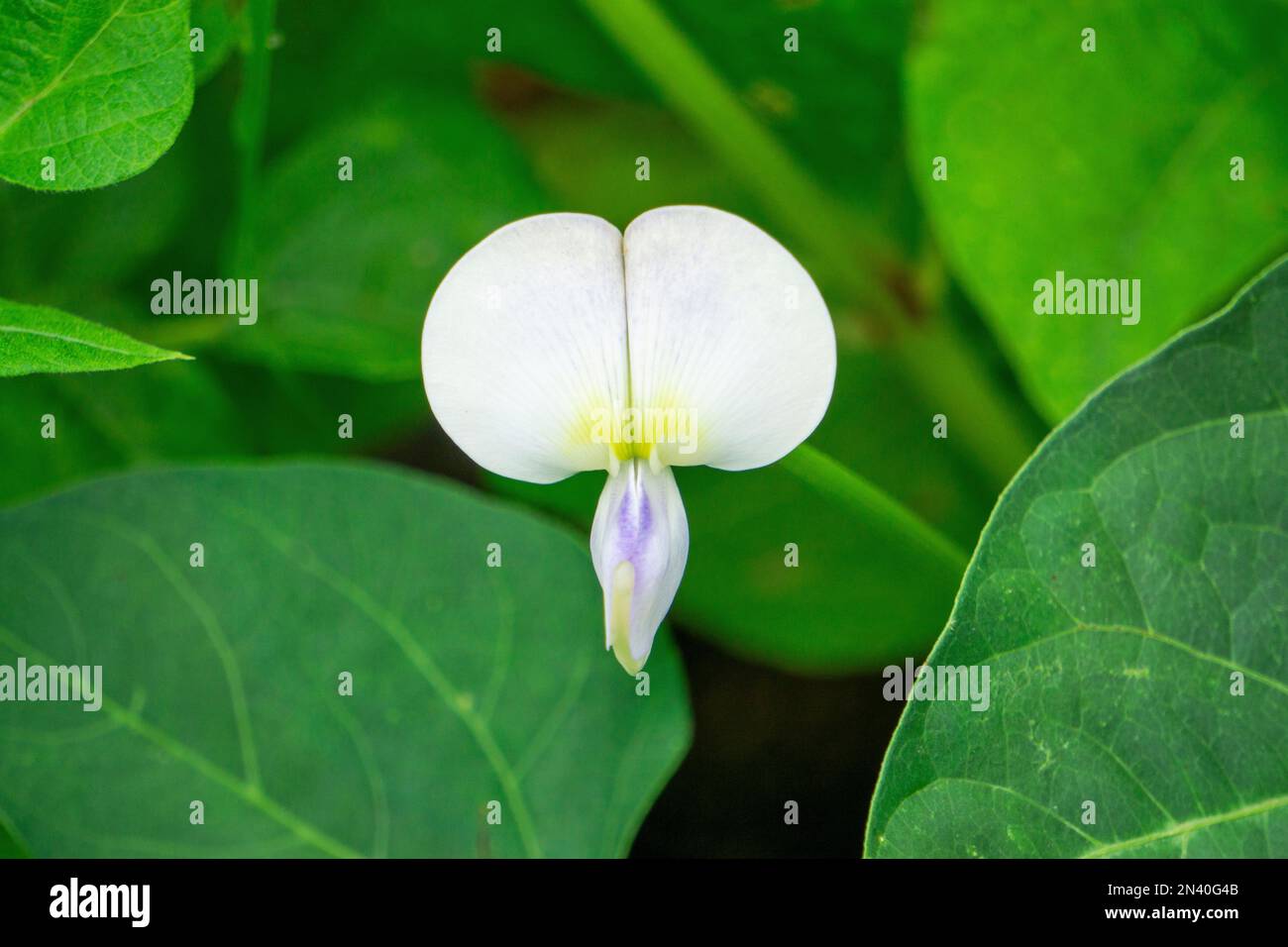 Fiore di fagiolo comune, Phaseolus vulgaris, Satara, Maharashtra, India Foto Stock
