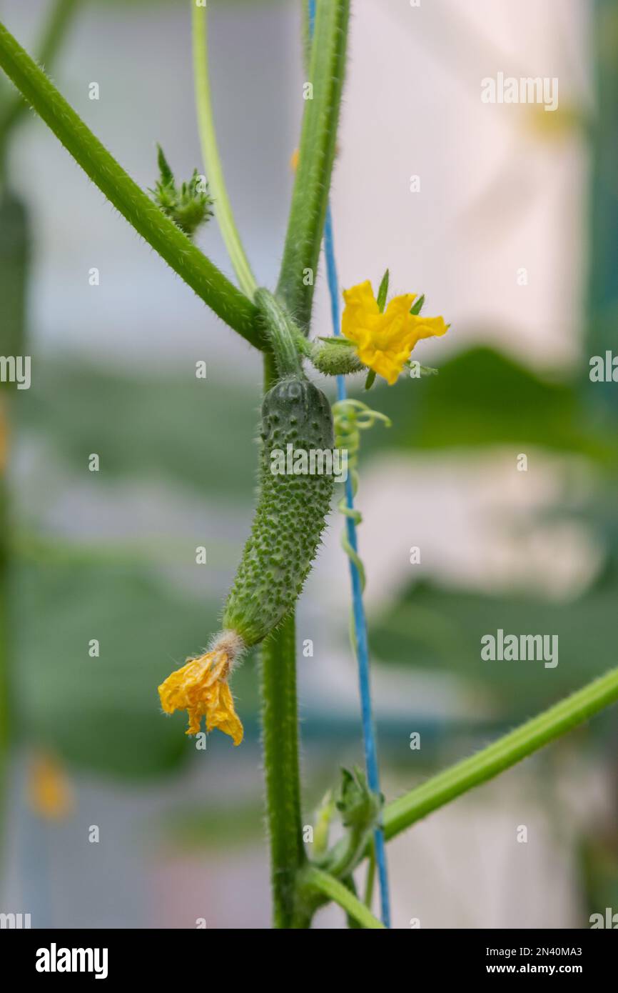 Giovani verdure di cetrioli verdi appese su liane di piante di cetriolo in casa verde. Foto Stock