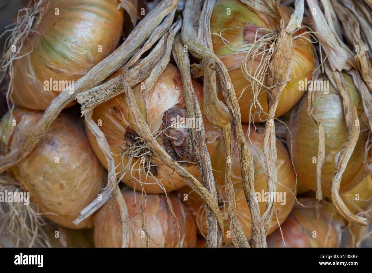 Raccolto. Mazzetti le cipolle vengono essiccate in un fienile del villaggio. Foto Stock