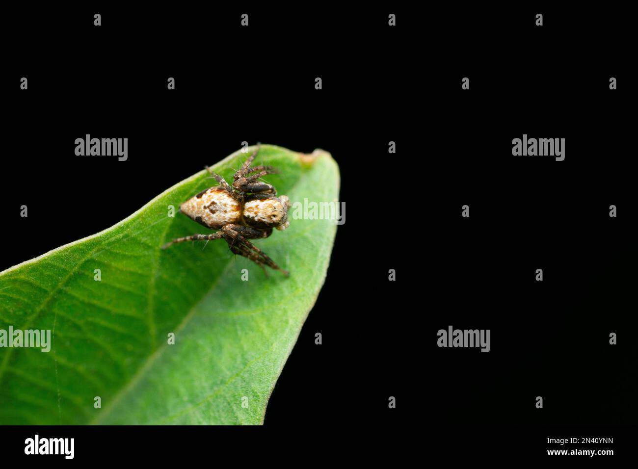 Ragno di scimmia Lynx, specie di Hamatailwa, Satara, Maharashtra, India Foto Stock
