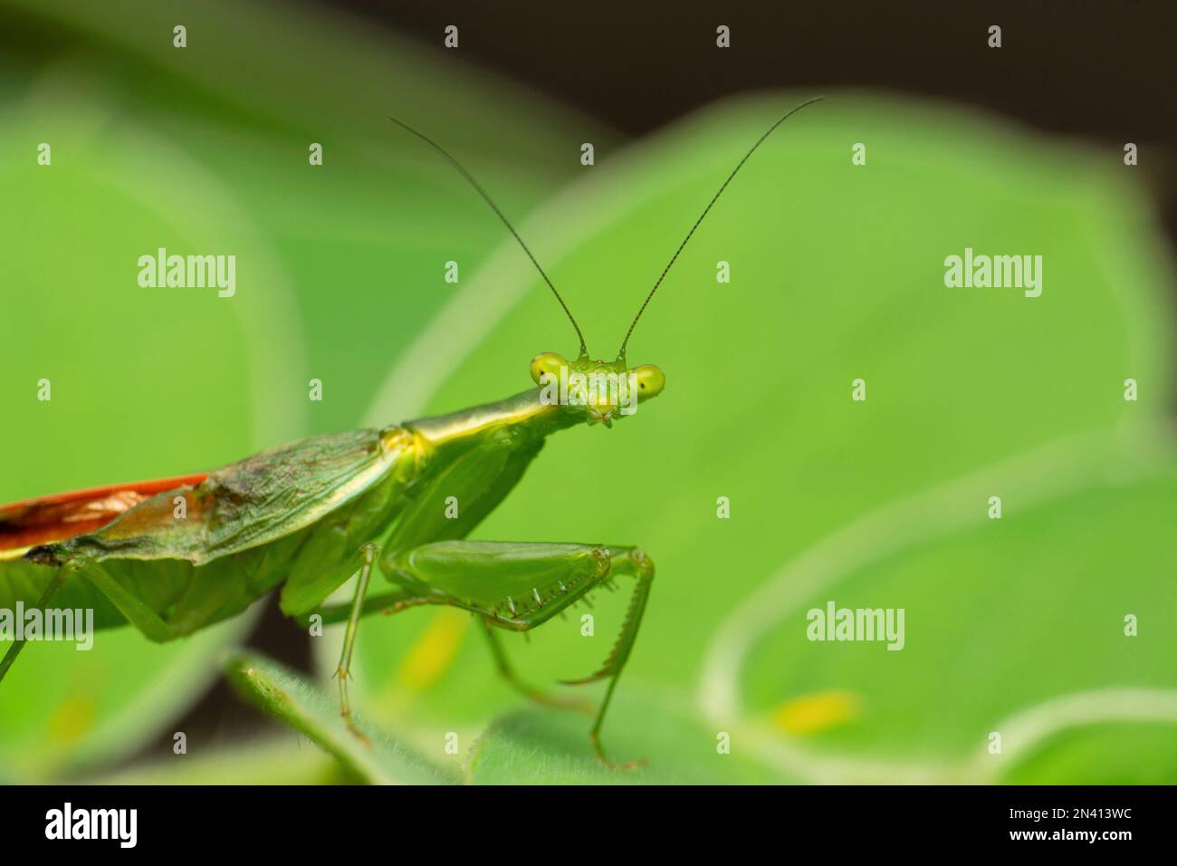 mantide floreali, euantissa pulchra, Satara, Maharashtra, India Foto Stock