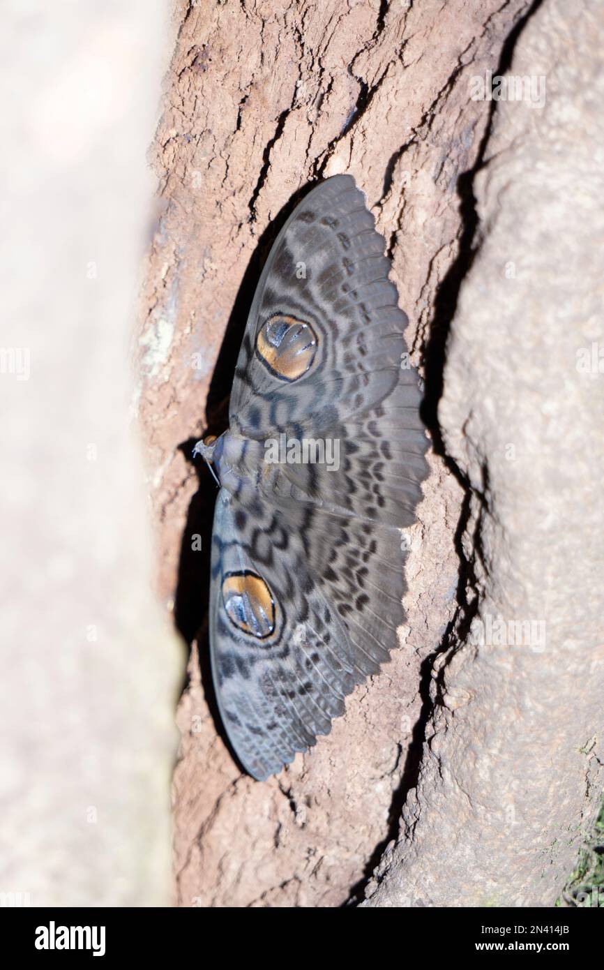 India Awl moth, Erebus macrops, Vasota maharashtra india Foto Stock
