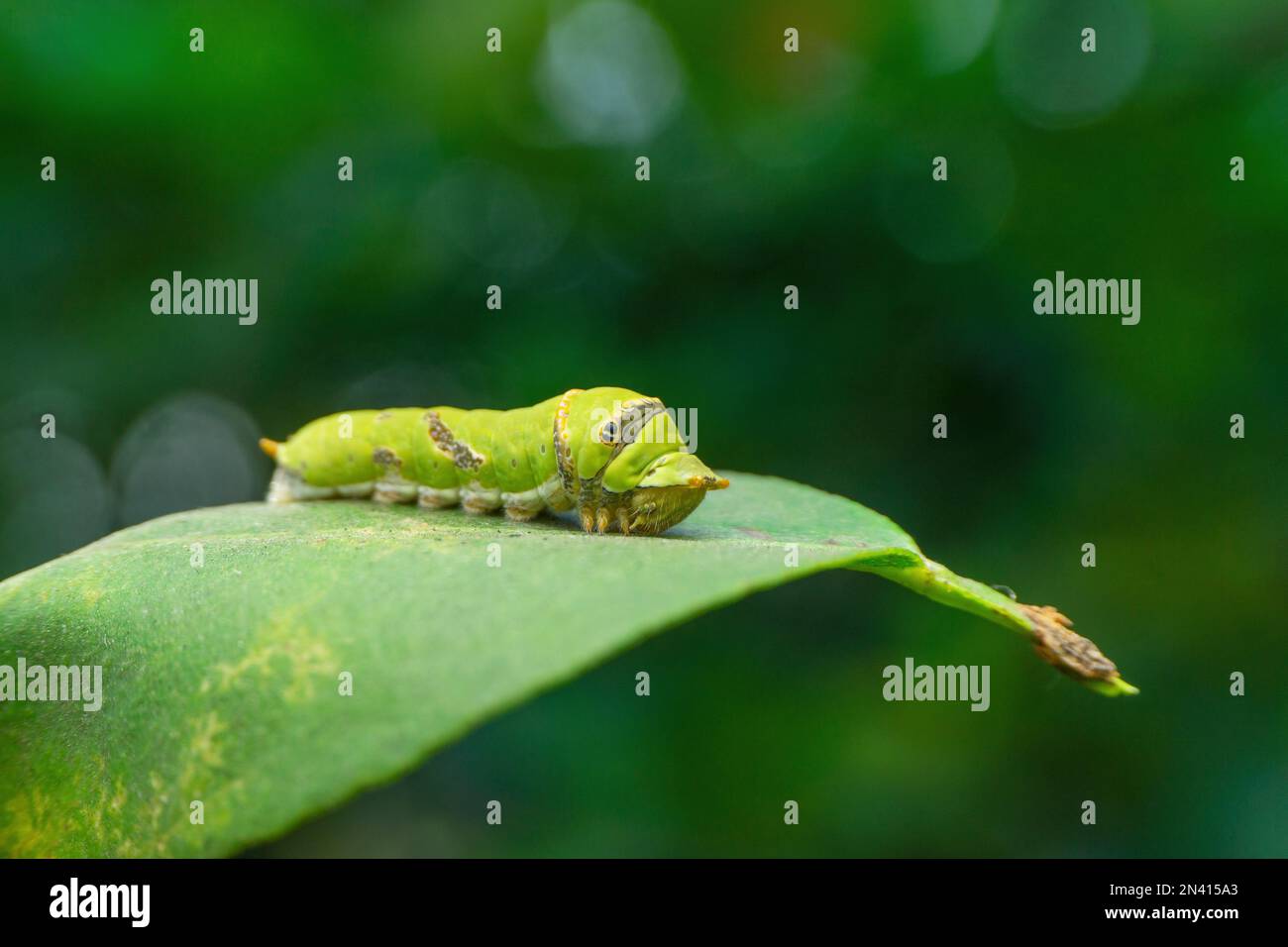 Bruco di farfalla comune mormon, Papilio polytes, Satara, Maharashtra, India Foto Stock