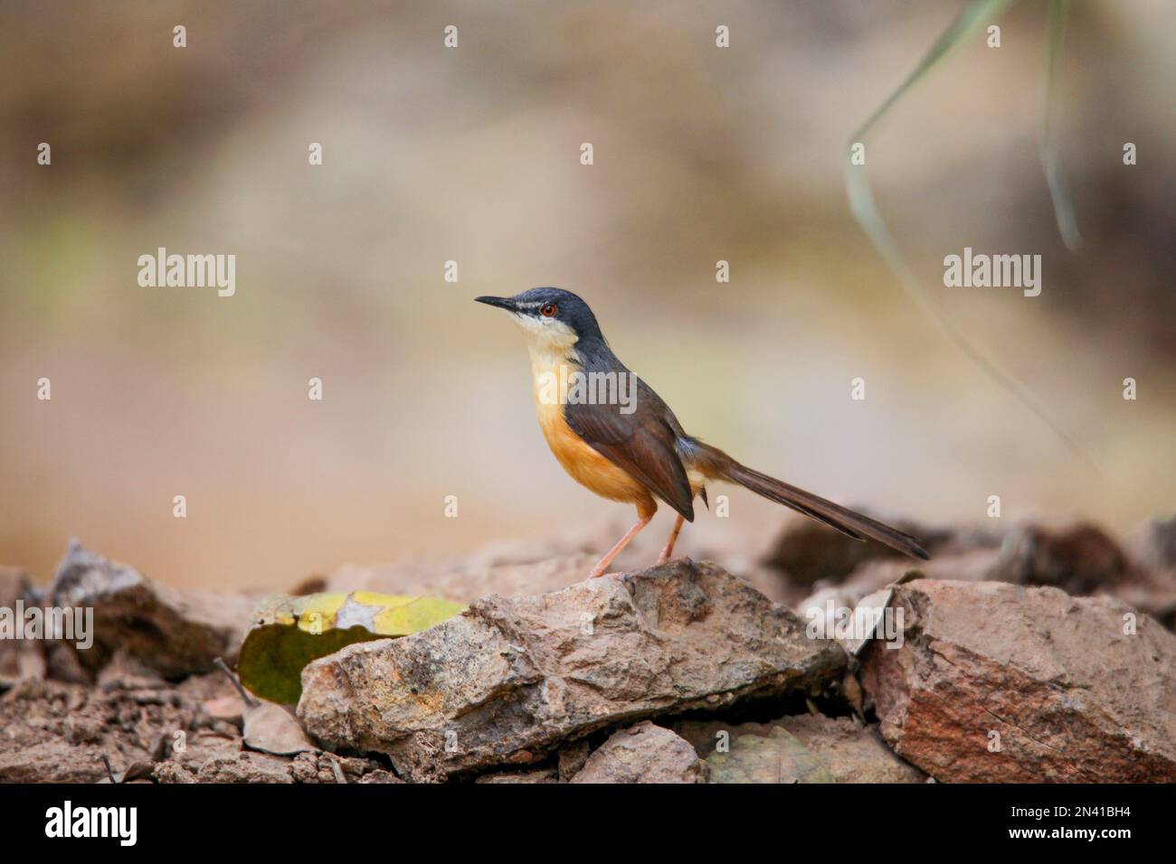 Ashy prinia o ashy wren-warbler, Prinia socialis, Satara, Maharashtra, India Foto Stock