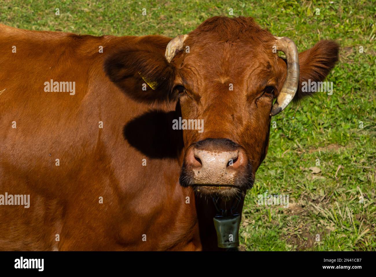 Mucca da latte bruna che pascola su un pascolo. Più mucche in background. Simbolo per animali felici, agricoltura ecologica e rispettosa dell'ambiente. Foto Stock