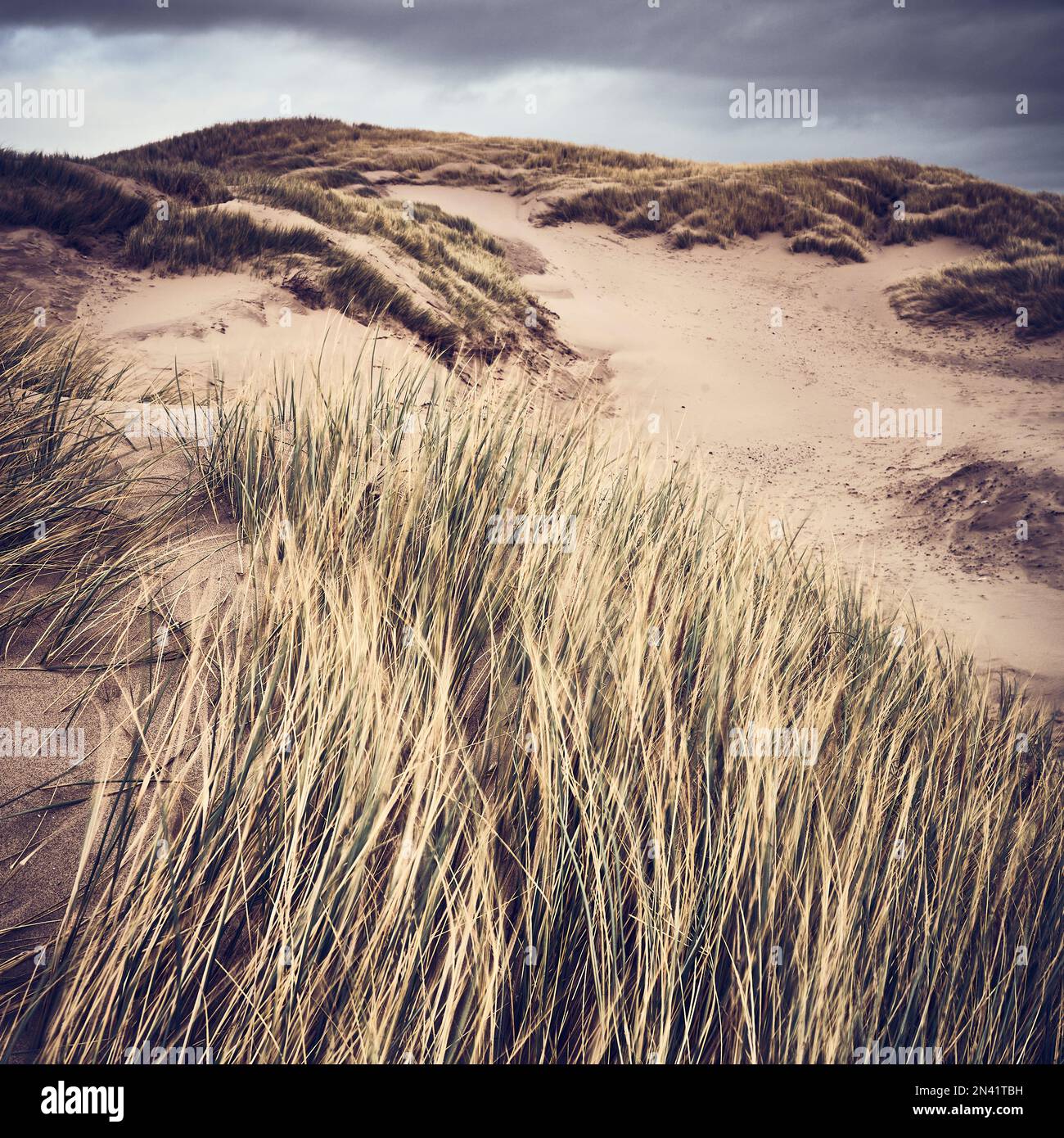 Fylde costa dune di sabbia a St Annes, Lancashire, Regno Unito Foto Stock