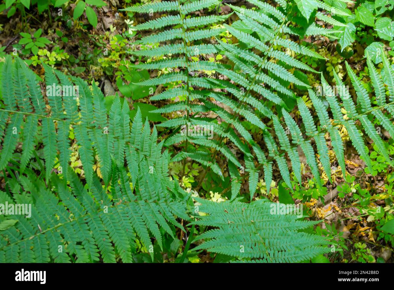 Fern è un membro di un gruppo di piante vascolari che si riproducono per spore e non hanno né semi né fiori. Pianta medicinale. Foto Stock