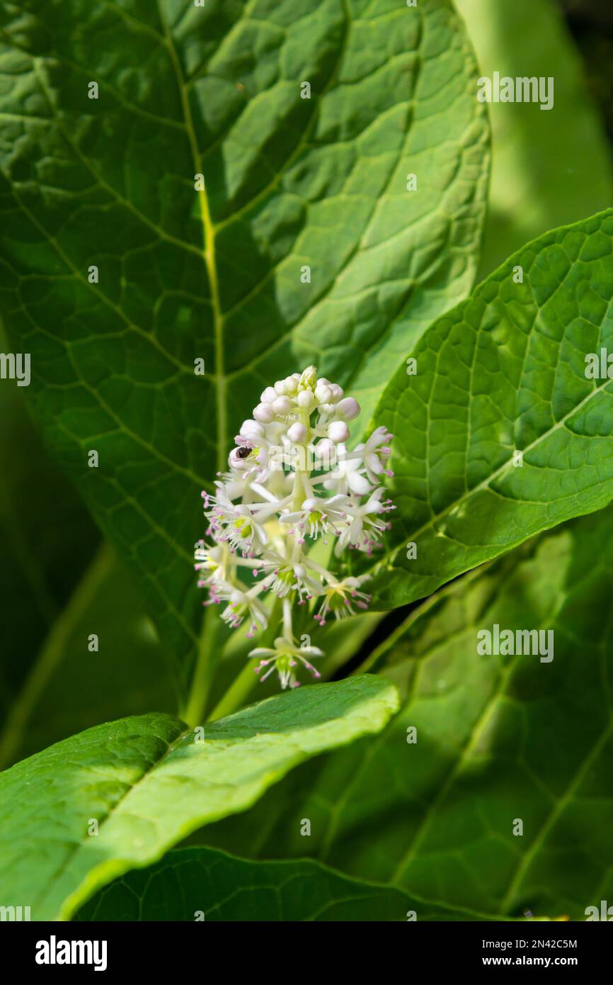 Primo piano pokeweed indiano fiorito Phytolacca acinosa, famiglia Phytolaccaceae. Primavera, maggio, giardino olandese. Foto Stock