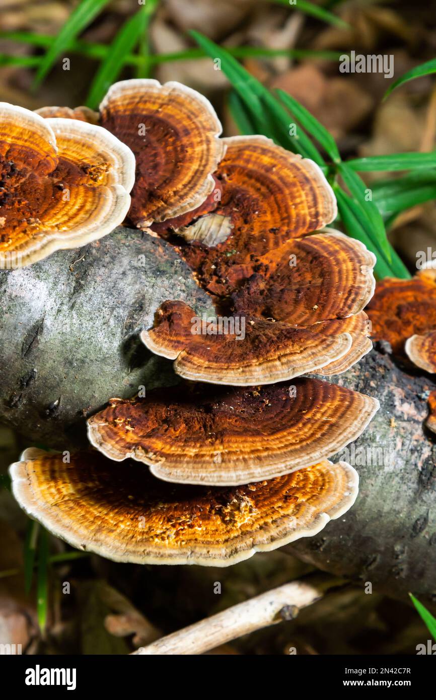 Anise mazegill, un fungo marciume marrone, Gloeophyllum odoratum. Foto Stock