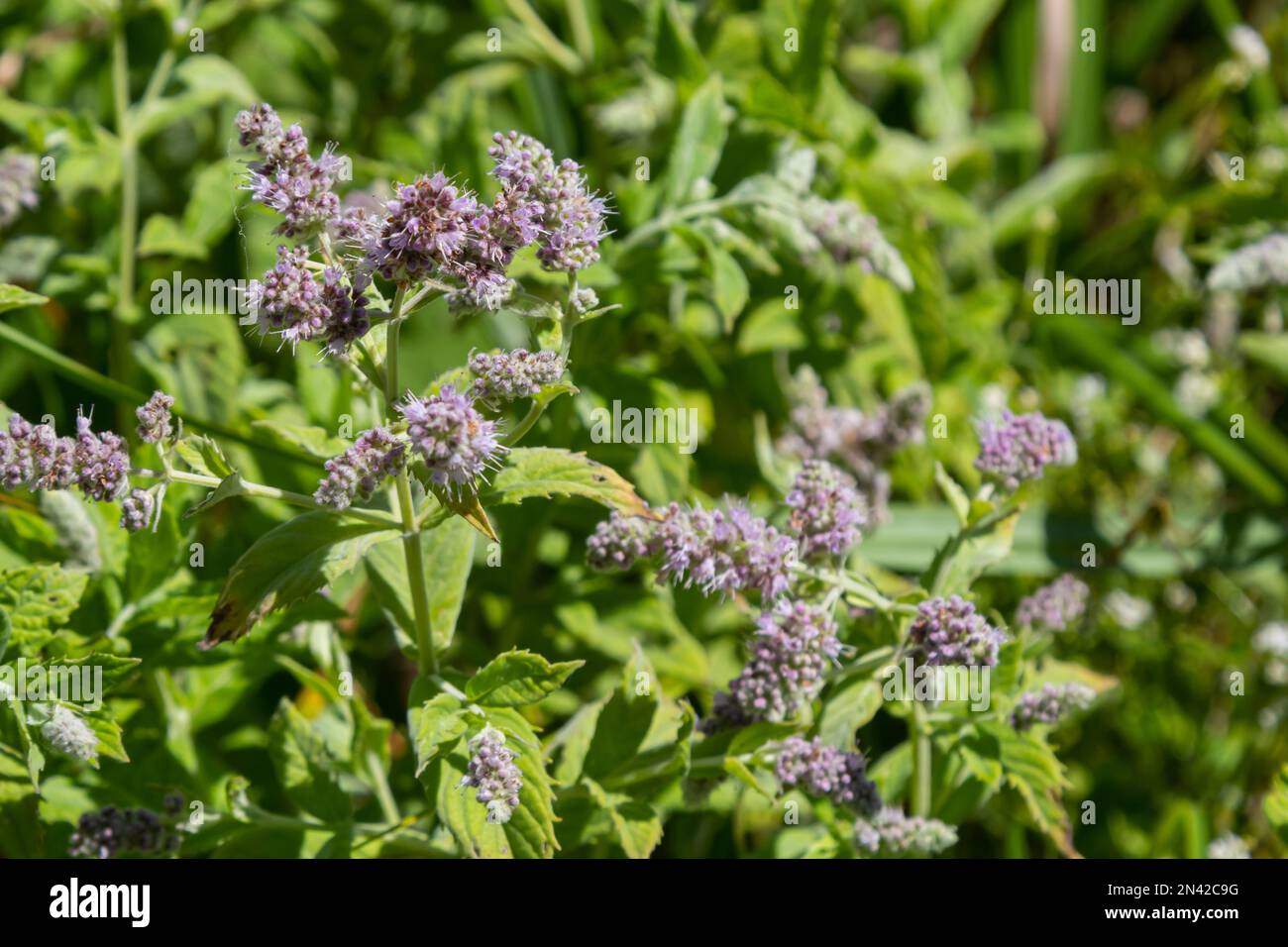 Nel selvaggio cresce menta a lunga lievitazione Mentha longifolia. Foto Stock