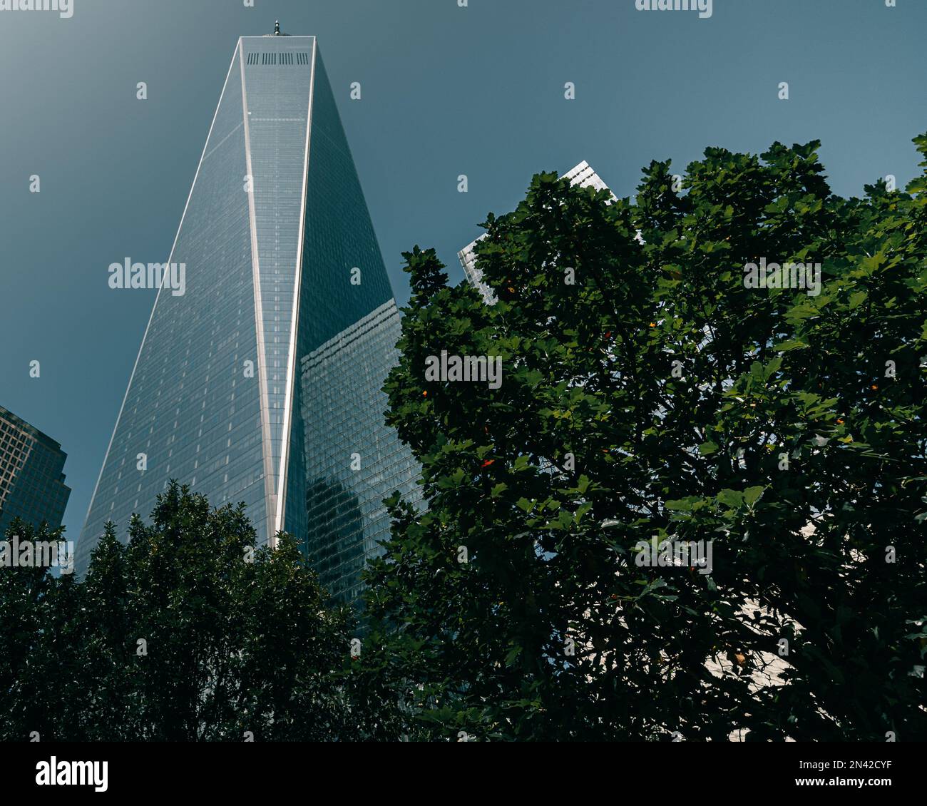Un'inquadratura ad angolo basso dell'One World Trade Center e degli alberi circostanti a New York Foto Stock