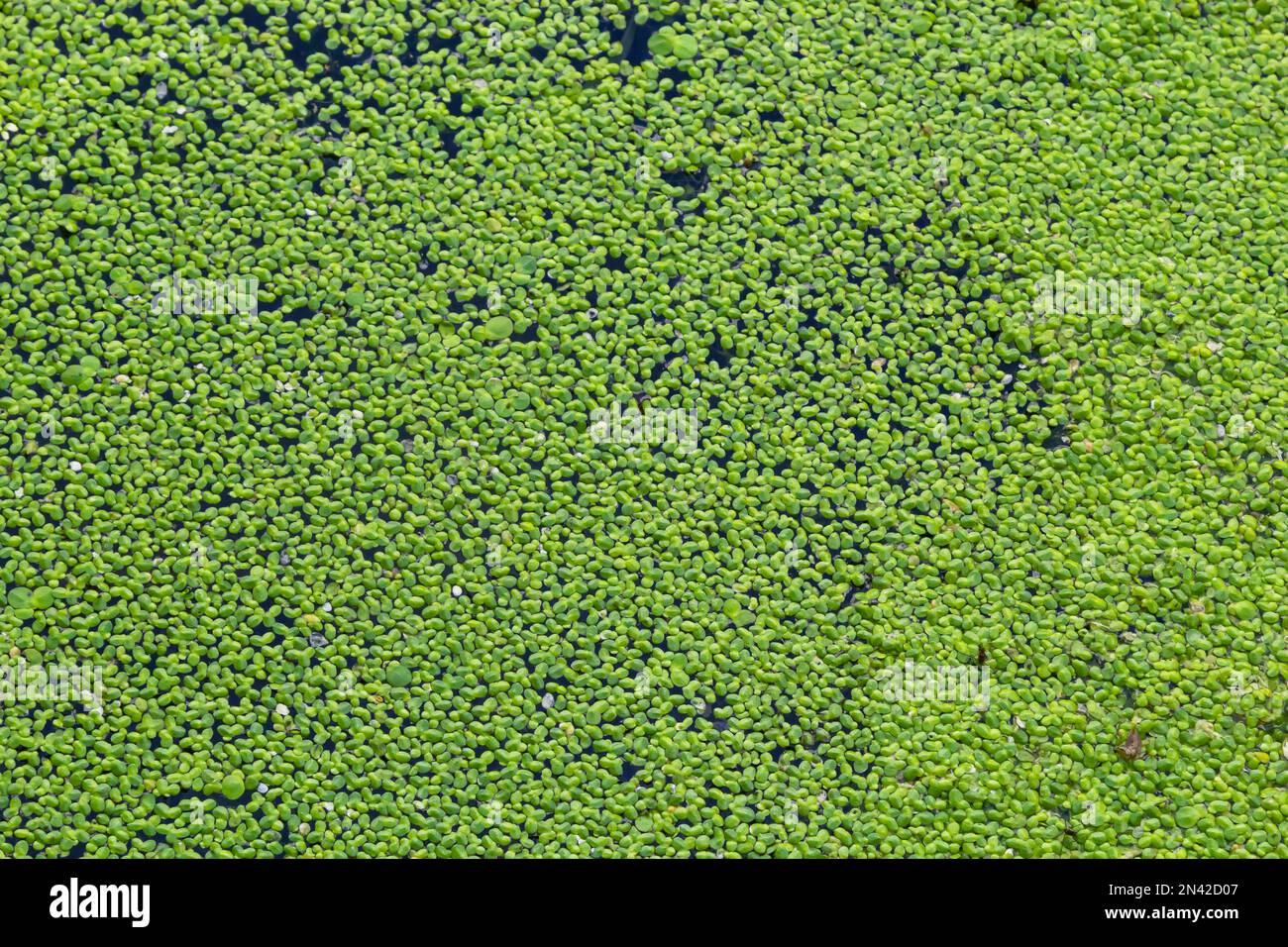 Texture di anatra verde piccola. Piccole foglie verdi galleggiano sulla superficie dello stagno. Foto Stock