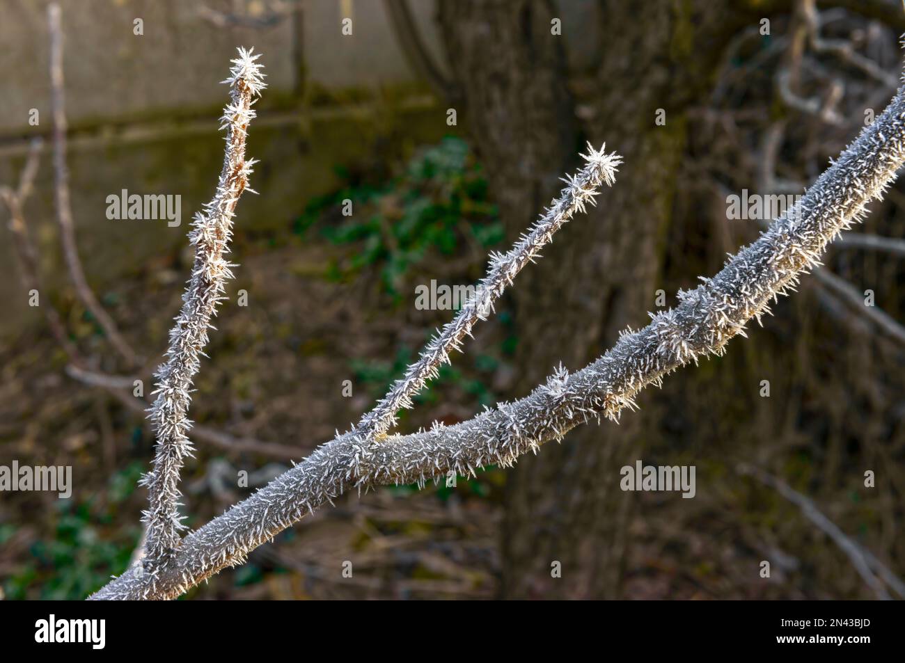 Ramoscelli di albero di primo piano coperti con brina pesante di piuma-come e forma dell'ago alla luce di mattina presto di inverno. Foto Stock